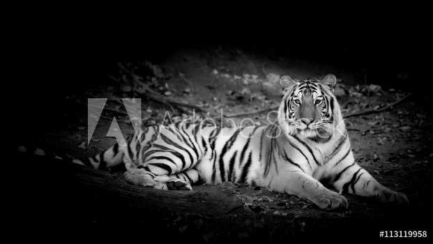 Bild på Black  White Tiger